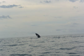Whale Jumping Playa Venao Layback Travel