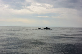 Whales near Playa Venao, Panama Layback Travel