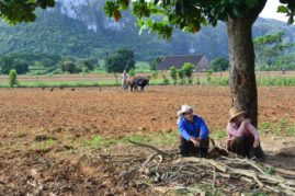 Tobacco Farmers near Viñales, Cuba - Layback Travel