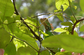 Green Iguana, Costa Rica - Layback Travel