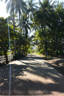 Palm Trees, Dominical, Costa Rica - Layback Travel