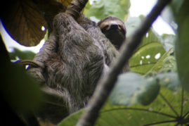 Sloth chillin in Dominical, Costa Rica - Layback Travel