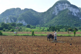 Farmer near Viñales, Cuba - Layback Travel