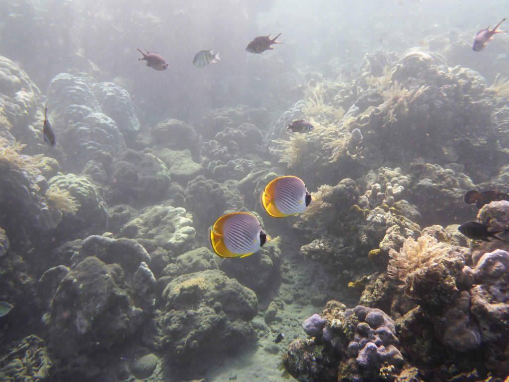 Underwater World in Amed while Freediving - Layback Travel