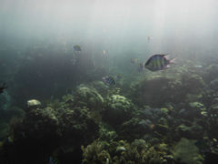 Underwater Fish in Amed while Freediving - Layback Travel
